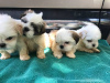 Photo №3. Merveilleux chiots Shih Tzu à adopter.. Allemagne