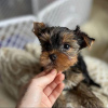 Photo №1. yorkshire terrier - à vendre en ville de Anchorage | 379€ | Annonce №112646