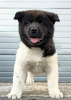 Photos supplémentaires: Akita américain, chiots de qualité supérieure