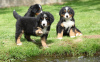 Photo №3. Mignons chiots bouviers bernois à adopter gratuitement. Allemagne