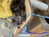 Photo №3. Maine-coon. USA