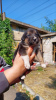 Photo №1. chien bâtard - à vendre en ville de Mariupol | Gratuit | Annonce №52487