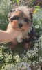 Photo №1. yorkshire terrier - à vendre en ville de Gomel | 482€ | Annonce №117387