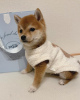 Photo №3. Shiba Inu. Pologne