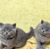 Photo №1. british shorthair - à vendre en ville de Kuwait City | 237€ | Annonce № 121942