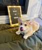 Photo №3. Chiot Welsh Corgi Pembroke mâle. La Grande-Bretagne