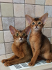 Photos supplémentaires: Chatons abyssins