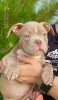 Photos supplémentaires: American Bully Kennel propose des chiots à la réservation