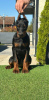 Photos supplémentaires: Chiots Doberman à vendre