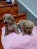 Photos supplémentaires: Chiots Maltipoo