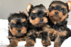 Photo №1. yorkshire terrier - à vendre en ville de Berlin | Gratuit | Annonce №23725