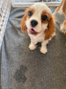 Photo №3. Belle entreprise de chiots Cavalier en santé WhatsApp 37256062792. La finlande