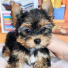 Photo №4. Je vais vendre yorkshire terrier en ville de Гамбург. annonce privée - prix - 265€