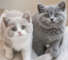 Photo №3. chaton british shorthair. Allemagne