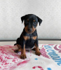 Photo №2 de l'annonce № 54729 de la vente pinscher miniature - acheter à Estonie de la fourrière, éleveur