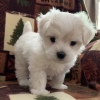 Photo №1. bichon maltais - à vendre en ville de Jersey City | négocié | Annonce №119908