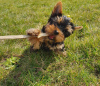 Photo №1. yorkshire terrier - à vendre en ville de New york | 284€ | Annonce №112310