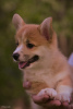 Photos supplémentaires: Chiots Welsh Corgi Pembroke