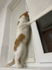 Photos supplémentaires: Le merveilleux chat roux Bonechka est à la recherche d'un foyer et d'une famille