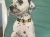 Photo №1. dalmatien - à vendre en ville de Аугсбург | 284€ | Annonce №70907