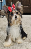 Photo №1. biewer yorkshire terrier - à vendre en ville de Wrocław | 1000€ | Annonce №76340