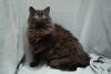 Photos supplémentaires: Le chat souffrant Ksyusha cherche un foyer ! Maniable et affectueux !