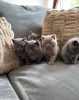 Photo №1. british shorthair - à vendre en ville de Hong Kong | négocié | Annonce № 115967