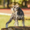 Photos supplémentaires: Chiots Schnauzer nain