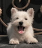 Photo №2 de l'annonce № 113561 de la vente west highland white terrier - acheter à Fédération de Russie annonce privée, de la fourrière, éleveur