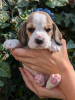 Photo №1. beagle - à vendre en ville de Four Corners | 331€ | Annonce №115042