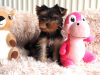 Photo №2 de l'annonce № 89559 de la vente yorkshire terrier - acheter à Suède annonce privée