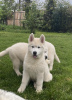 Photo №1. husky de sibérie - à vendre en ville de Belgrade | négocié | Annonce №69467