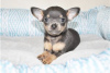 Photo №3. Adorables chiots Chihuahua en adoption gratuite. Allemagne