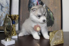 Photos supplémentaires: Chiots Husky sibérien