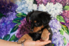 Photo №2 de l'annonce № 13700 de la vente petit chien russe - acheter à Ukraine de la fourrière
