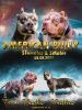 Photo №1. american bully - à vendre en ville de Krasnodar | 1848€ | Annonce №80227