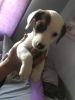 Photo №1. beagle - à vendre en ville de Vienna | 300€ | Annonce №75975