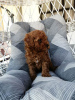 Photo №3. Chiots caniche miniature rouge. Serbie