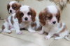 Photo №2 de l'annonce № 43183 de la vente cavalier king charles spaniel - acheter à Allemagne annonce privée