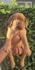 Photo №1. dogue de bordeaux - à vendre en ville de Leskovac | négocié | Annonce №114683