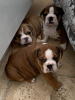 Photo №2 de l'annonce № 65955 de la vente bulldog anglais - acheter à Norvège annonce privée, de la fourrière