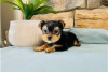 Photo №3. Teacup Yorkshire Terrier Puppy en adoption gratuite. Allemagne