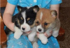 Photo №2 de l'annonce № 105686 de la vente welsh corgi - acheter à Grèce annonce privée