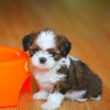 Photo №1. shih tzu - à vendre en ville de Vienna | négocié | Annonce №127312