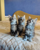 Photo №3. Chatons Maine Coon. Chypre