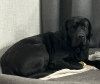 Photo №4. Je vais vendre labrador retriever en ville de Kirov. annonce privée - prix - 345€