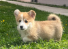 Photo №2 de l'annonce № 98687 de la vente welsh corgi - acheter à Serbie éleveur