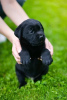 Photos supplémentaires: Superbes chiots labrador noir