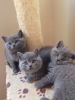 Photo №1. british shorthair - à vendre en ville de Bamberg | Gratuit | Annonce № 116390