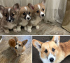 Photo №1. welsh corgi - à vendre en ville de Anderlecht | 550€ | Annonce №96321